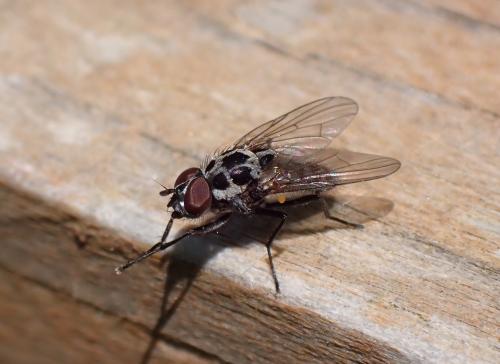 Réf. 294 837 : Anthomyia pluvialis